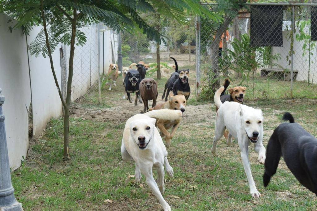 Albergue “EL PERRO FELIZ” dogs running in Bahia de Caraquez, Ecuador