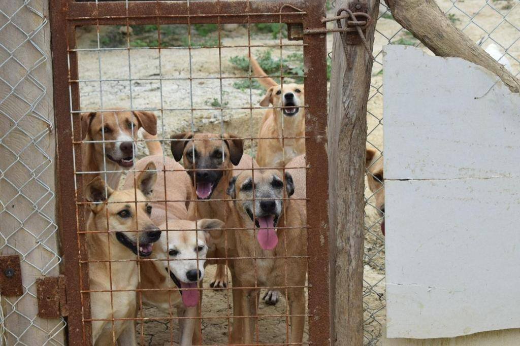 Albergue “EL PERRO FELIZ” Happy Dogs