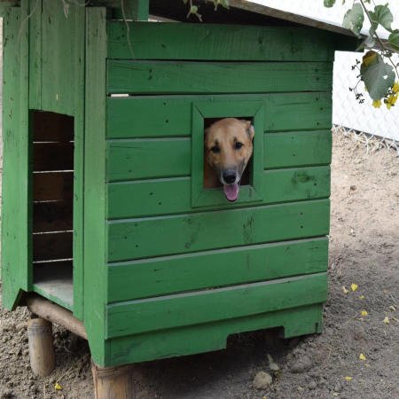 Albergue “EL PERRO FELIZ” dog house