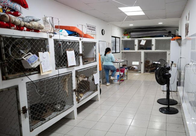 Albergue “El Perro Feliz” Hospital and medical care for animals in Bahía de Caráquez, Ecuador